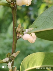 Diospyros lancifolia