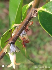 Diospyros lancifolia