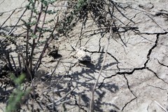 Phrynocephalus helioscopus