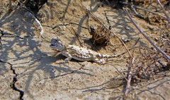 Phrynocephalus helioscopus