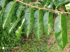 Diospyros lancifolia
