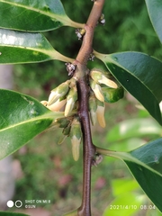 Diospyros lancifolia