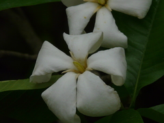 Gardenia resinifera