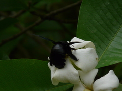 Gardenia resinifera