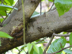 Gardenia resinifera