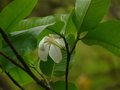 Gardenia resinifera
