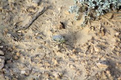 Julodis variolaris