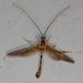 Lobster Darwin Wasp - Photo (c) David Howdon, some rights reserved (CC BY-NC), uploaded by David Howdon