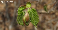 Corylus heterophylla