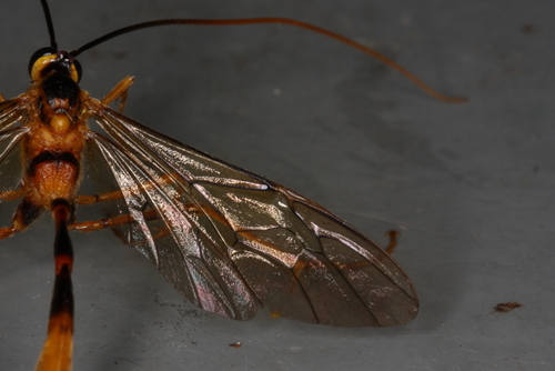 Stauropoctonus bombycivorus