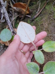 Brachyglottis rotundifolia