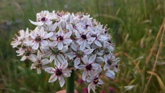 Allium basalticum
