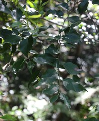 Maytenus acuminata