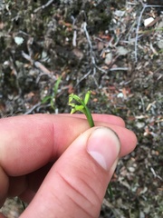 Genoplesium pumilum