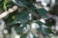 Maytenus acuminata