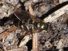 Parasyrphus punctulatus