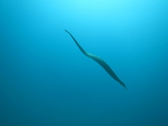 Hydrophis lapemoides