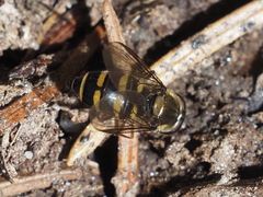 Parasyrphus punctulatus