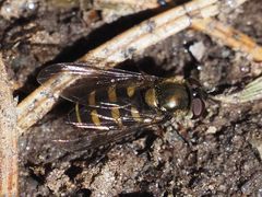 Parasyrphus punctulatus