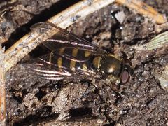 Parasyrphus punctulatus