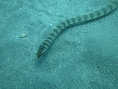 Hydrophis lapemoides