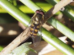 Parasyrphus punctulatus