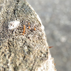 Calocera guepinioides