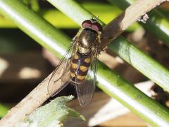 Parasyrphus punctulatus