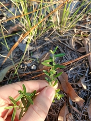Polygala triflora