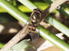 Parasyrphus punctulatus