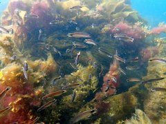 Trachinops caudimaculatus