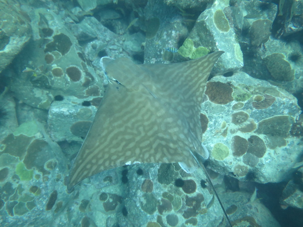 Ocellate Eagle Ray