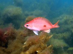 Caesioperca lepidoptera