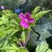 Canary Herb-Robert - Photo (c) Cricket Raspet, some rights reserved (CC BY), uploaded by Cricket Raspet