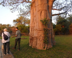 Adansonia digitata image