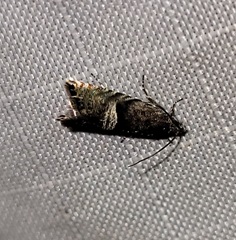 Sereda tautana
