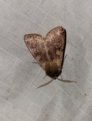 Orthosia rubescens