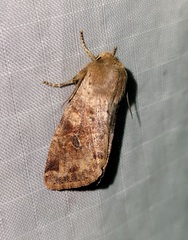 Orthosia rubescens