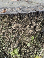 Stereum sanguinolentum