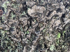 Stereum sanguinolentum