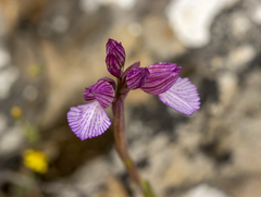 Anacamptis papilionacea