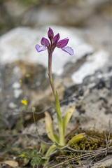 Anacamptis papilionacea