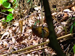 Garrulax canorus