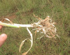 Dactyloctenium giganteum