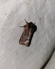 Orthosia garmani