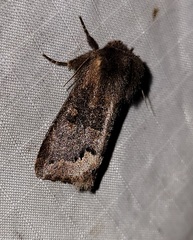 Orthosia garmani