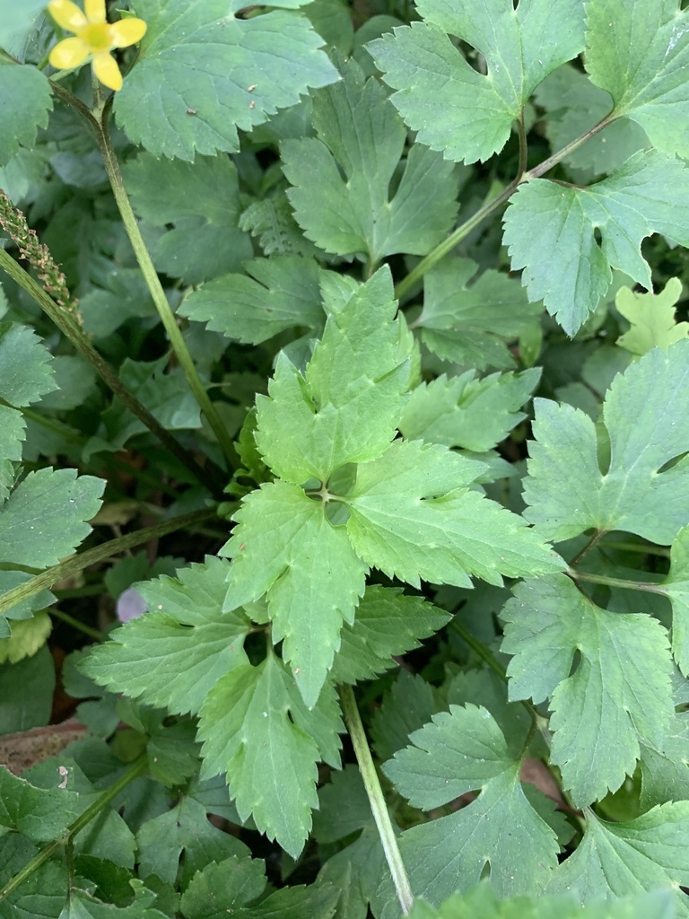 Chinese Buttercup from 建國街, TW on April 10, 2021 at 0318 PM by paulyou