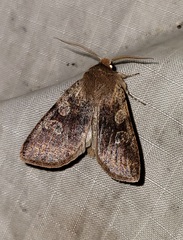 Orthosia rubescens