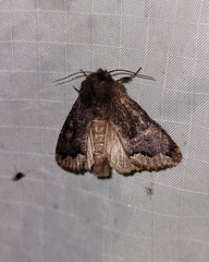 Orthosia garmani