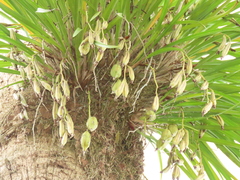 Cymbidium dayanum